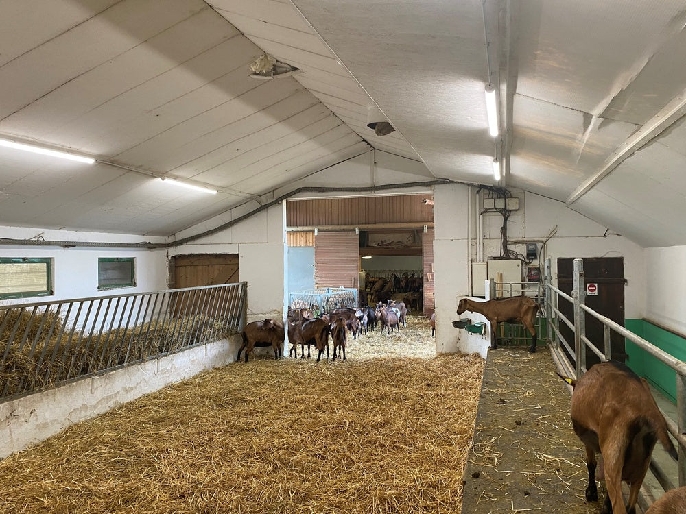 Ledvance LED fugttæt armatur 1500mm 50W 4000K 6500 lumen IP67 IK06 Køligt hvidt overflademonteret