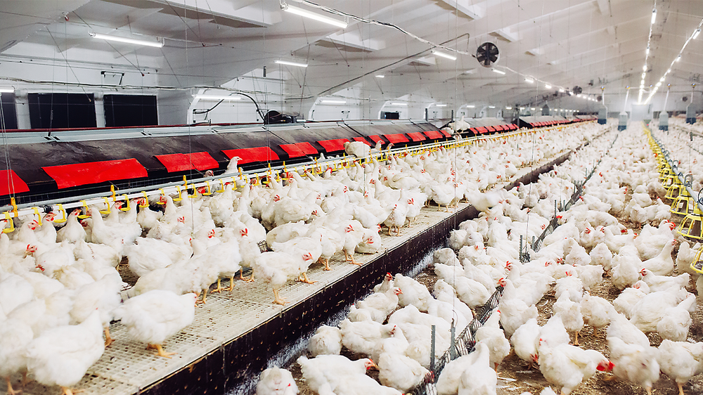 Philips CoreLine WT210C LED vandtæt armatur, 39W 4000K 5000 lumen, IP68 IK10, 1315mm polykarbonathus